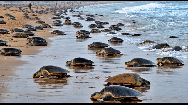 Journey of Sea Turtle