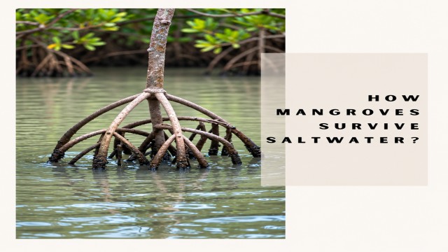 Mangroves Survive in Saltwater