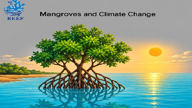 Mangroves as Natural Climate Defenders